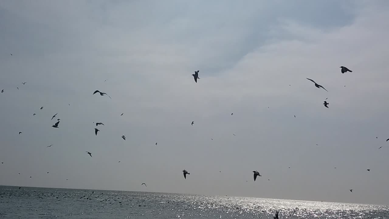 海上のカモメの群れ。海上のカモメ。
