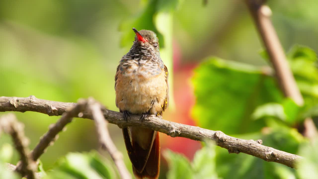 Hummingbird perched on a branch, surrounded by lush greenery in a vibrant environment