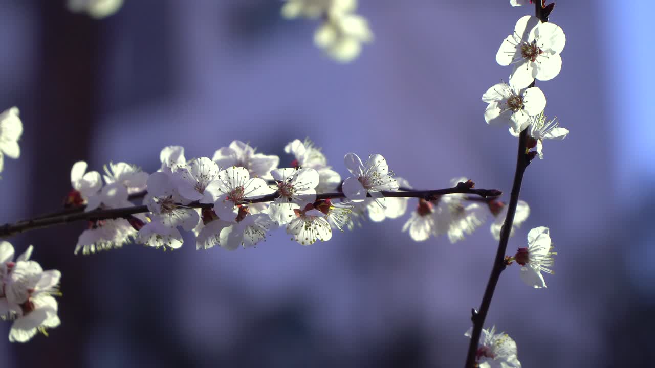 Primo piano ravvicinato di fiori di ciliegio bianchi su sfondo sfocato