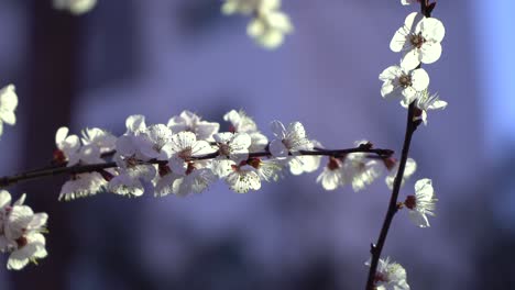 Super-Primer-Plano-De-Flor-De-Cerezo-Blanco-Sobre-Fondo-Borroso