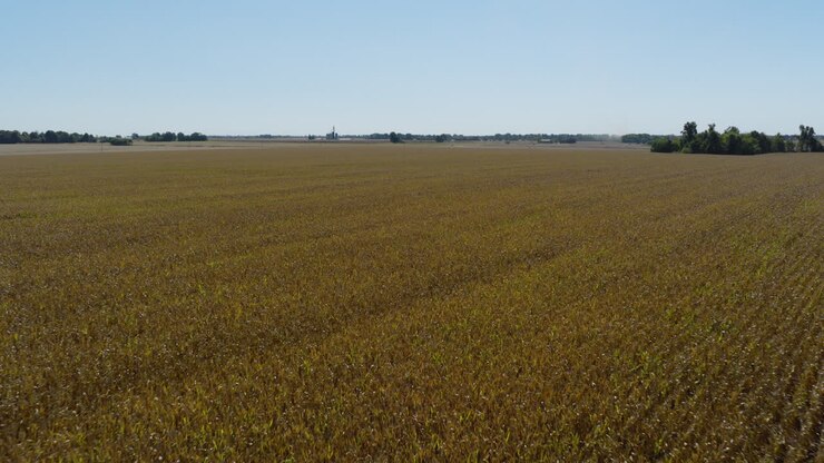 Sorvolo di un campo di mais in Missouri, Stati Uniti - Ripresa aerea con drone