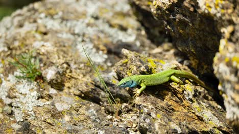 A-vibrant-lizard-basks-in-the-sun-on-a-rocky-surface,-its-colorful-scales-glinting-in-the-sunlight