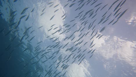 Großer-Fischschwarm,-Der-An-Die-Oberfläche-Des-Ozeans-Und-In-Die-Schatten-Der-Tiefe-Schwimmt