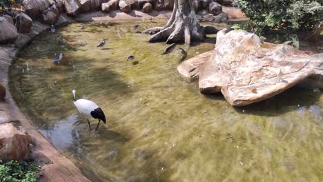 Flamenco-En-Agua-En-Byculla-El-Zoológico-De-Mumbai,-India