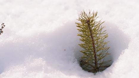 the latter will bring in the forest new pine seedlings