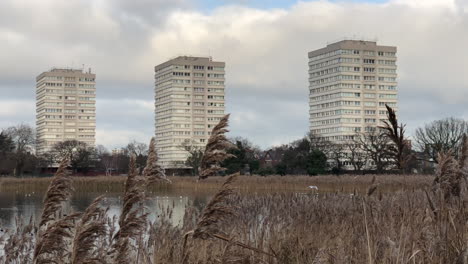 fauna urbana, torres de hormigón detrás del lago con juncos y aves