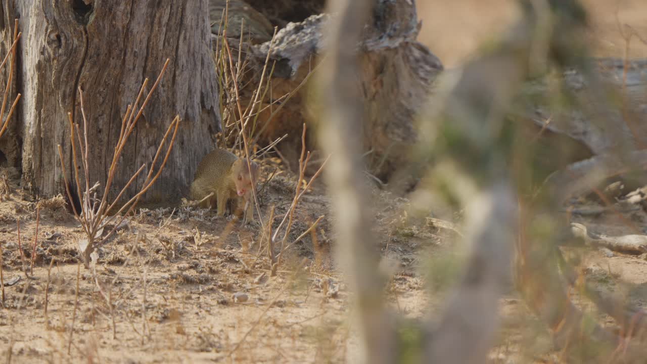 Una mangusta snella mangia una rana morta vicino a un albero nel Parco Nazionale Kruger, Sudafrica. Comportamento naturale di predazione e saprofagia in un habitat di savana secca, scena da documentario naturalistico.
