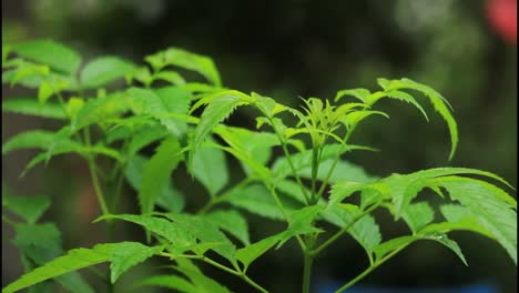 closeup of a young plant with vibrant green leaves