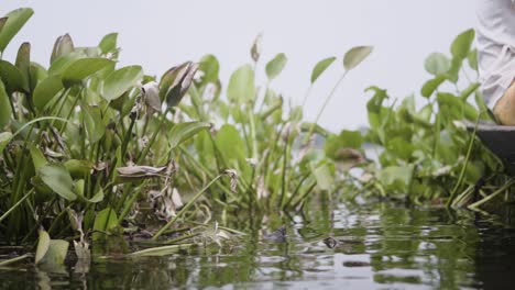 river with philodendron plants, unrecognized man on boat