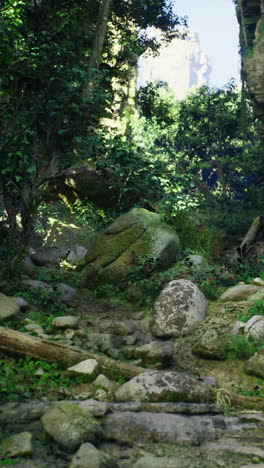 lush green forest ravine with sunlight filtering through tall trees