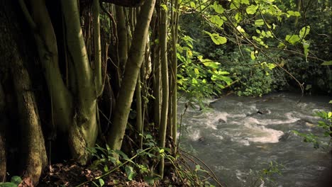 Río-Que-Fluye-En-Un-Paisaje-De-Bosque-Tropical-En-áfrica,-Exuberante-Paisaje-Verde-En-El-Parque-Nacional-Kilimanjaro-En-Tanzania-En-Una-Escena-Africana-De-Agua-Y-árboles-Verdes-Y-Naturaleza