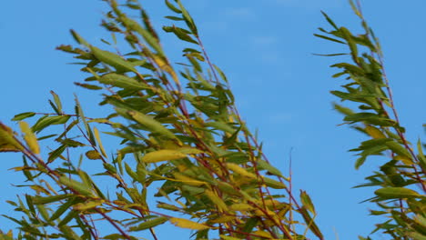 hojas verdes revoloteando en el viento contra un cielo azul brillante