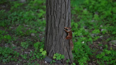 ardilla trepando a un árbol en un bosque