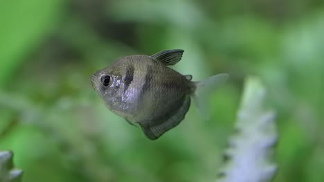 a lone black tetra or gymnocorymbus ternetzi swims in the fish tank with green vegetation on the background