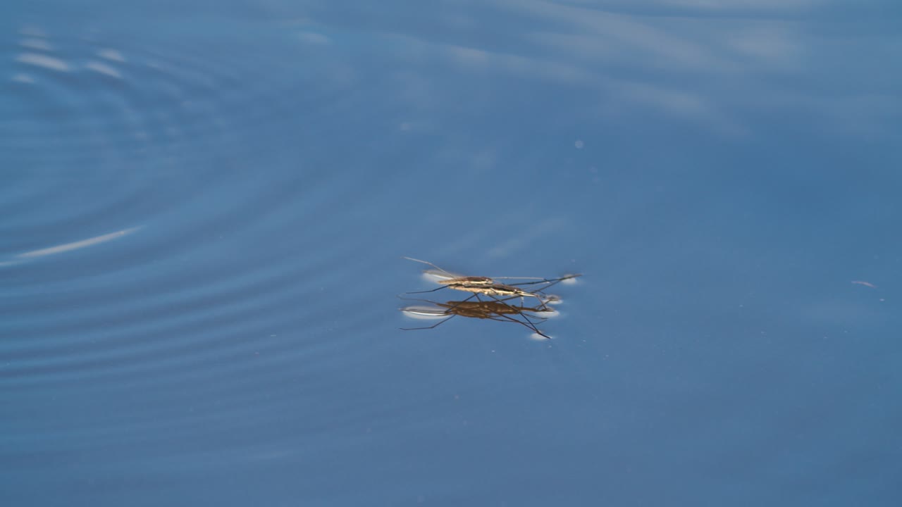 일반적인 연못 스케이터 또는 일반적인 워터 스트라이더는 번식기에 물 위로 미끄러집니다.