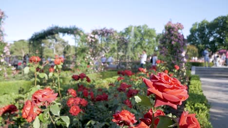 beautiful red rose garden with people