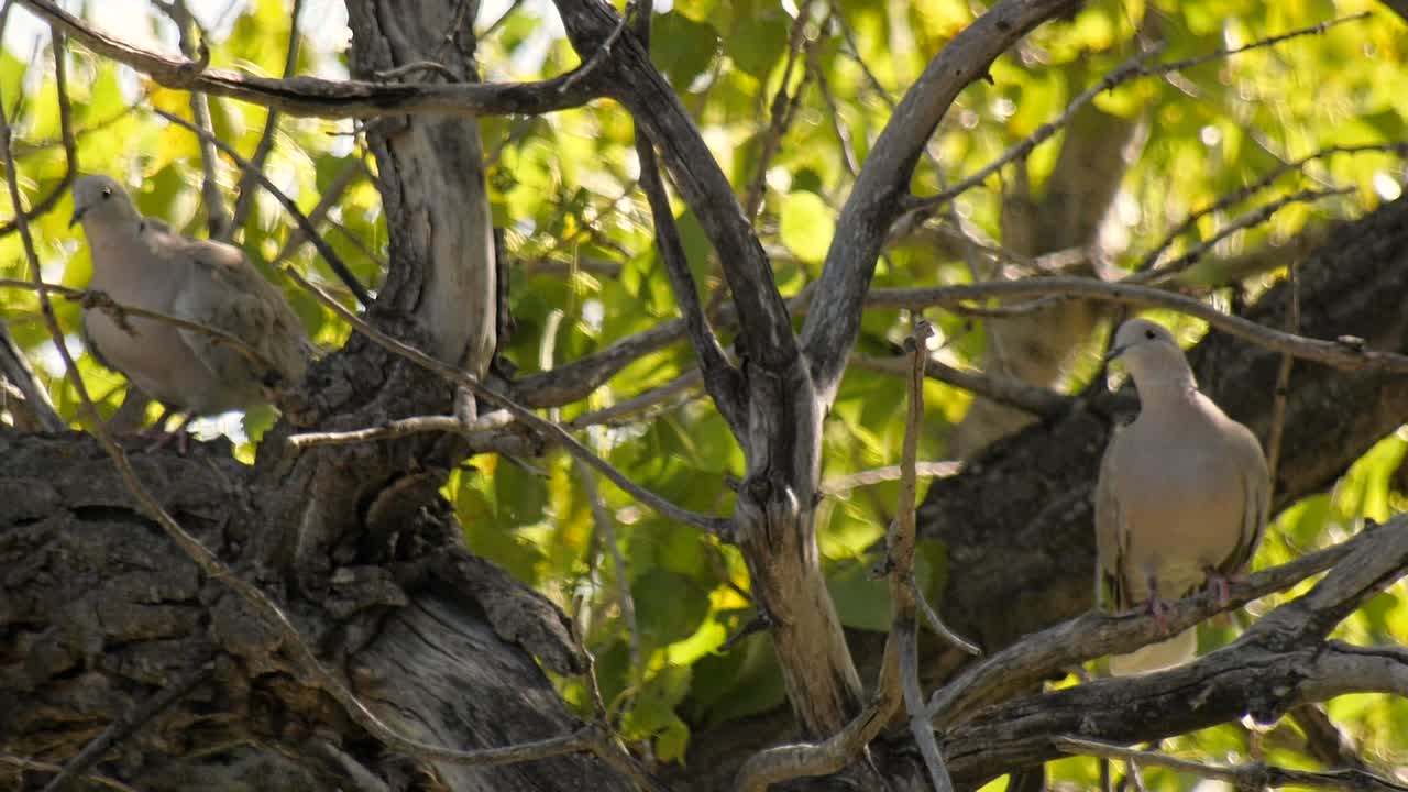 일몰 근처 나뭇가지에 앉아 있는 유라시아 칼라드 비둘기