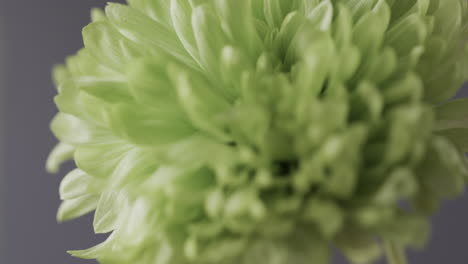 micro vídeo de cerca de la flor verde con espacio de copia en el fondo gris