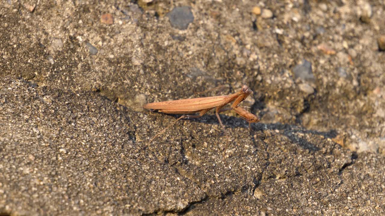 Brown Praying Mantis or Mantid Turn Around His Head Looking for Prey While Standing on a Big Stone at Sunset in South Korea