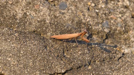 Mantis-Religiosa-Marrón-O-Mantid-Giran-Alrededor-De-Su-Cabeza-En-Busca-De-Presas-Mientras-Están-De-Pie-Sobre-Una-Gran-Piedra-Al-Atardecer-En-Corea-Del-Sur