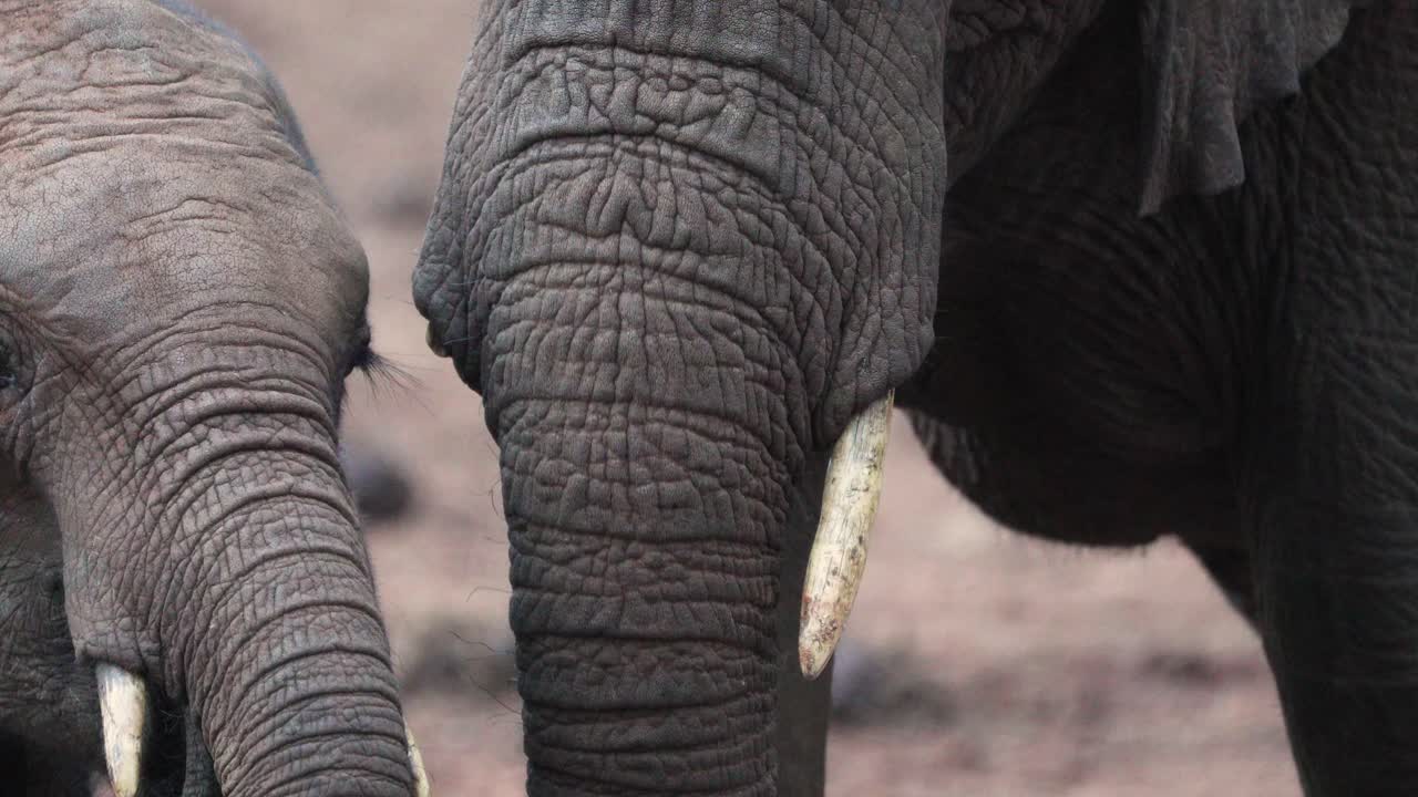 아프리카 덤불 코끼리 의 클로즈업 초상화