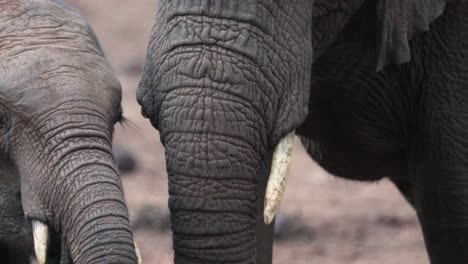 close-up portrait of an african bush elephant