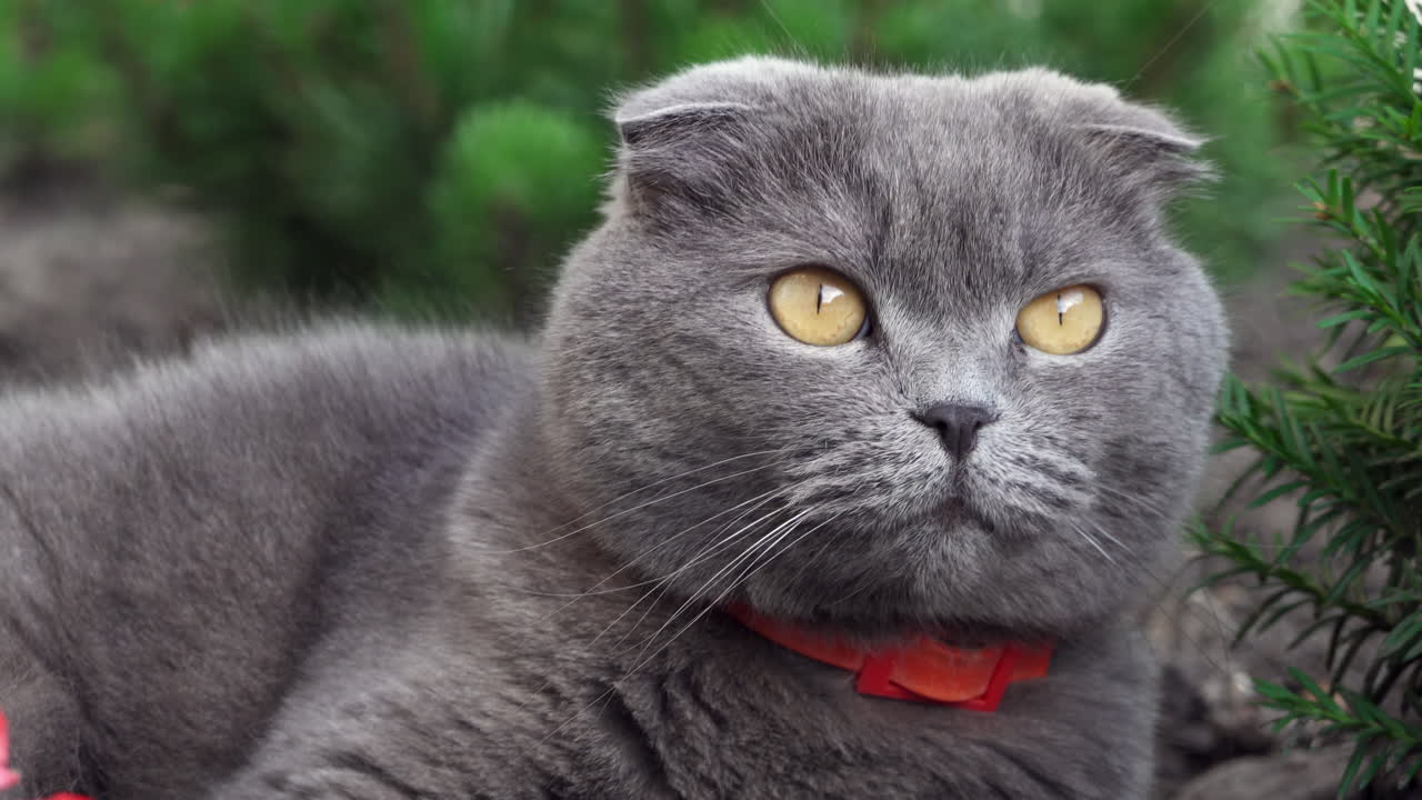 Scottish Fold cat with orange eyes and a red collar looking around in a garden