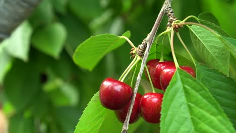 slowmo - caucasian young girl wiht red nails picking up red cherries from cherry tree