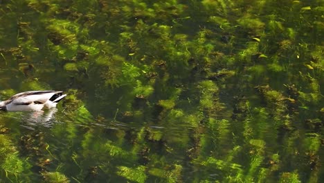 wild duck swimming in clear lake water