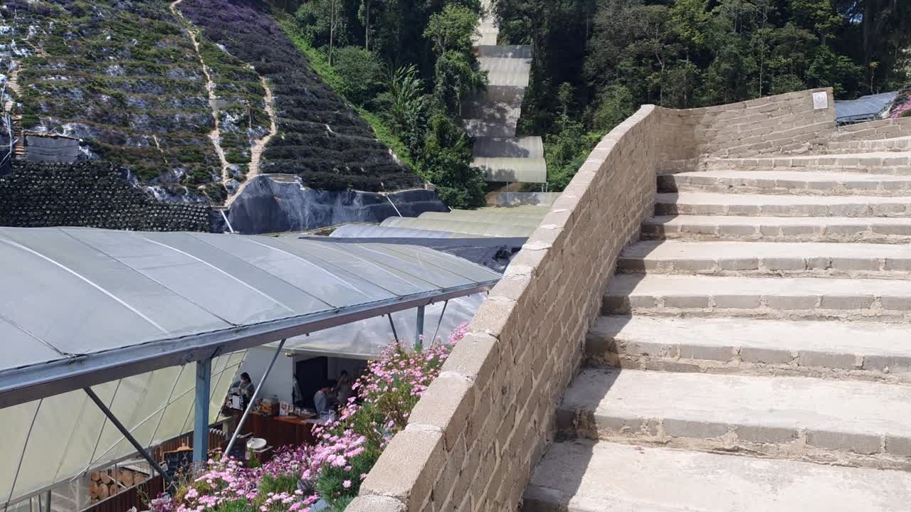 카메론 하이랜드 말레이시아의 아름다운 꽃과 풀