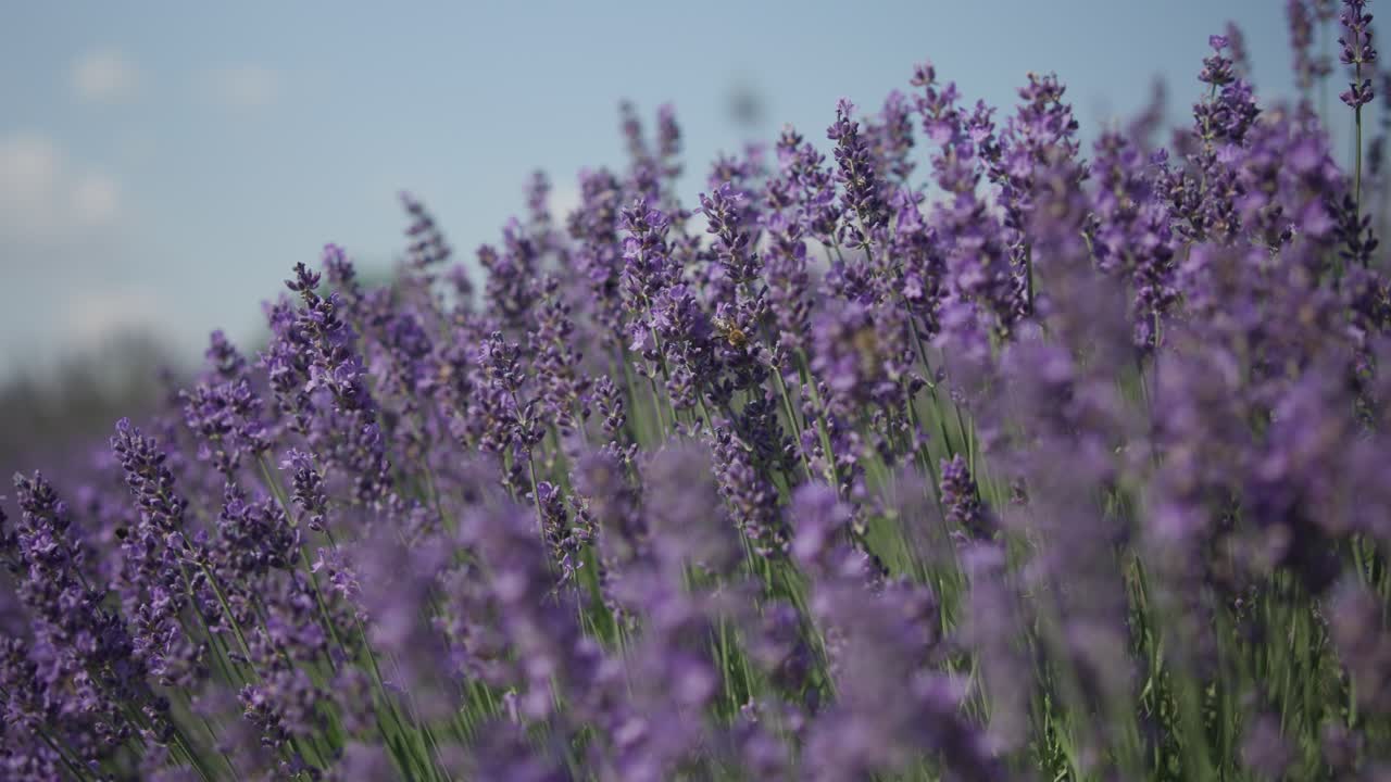 los racimos de lavanda tiemblan en el viento.