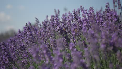 lavender bunchs shiver in wind