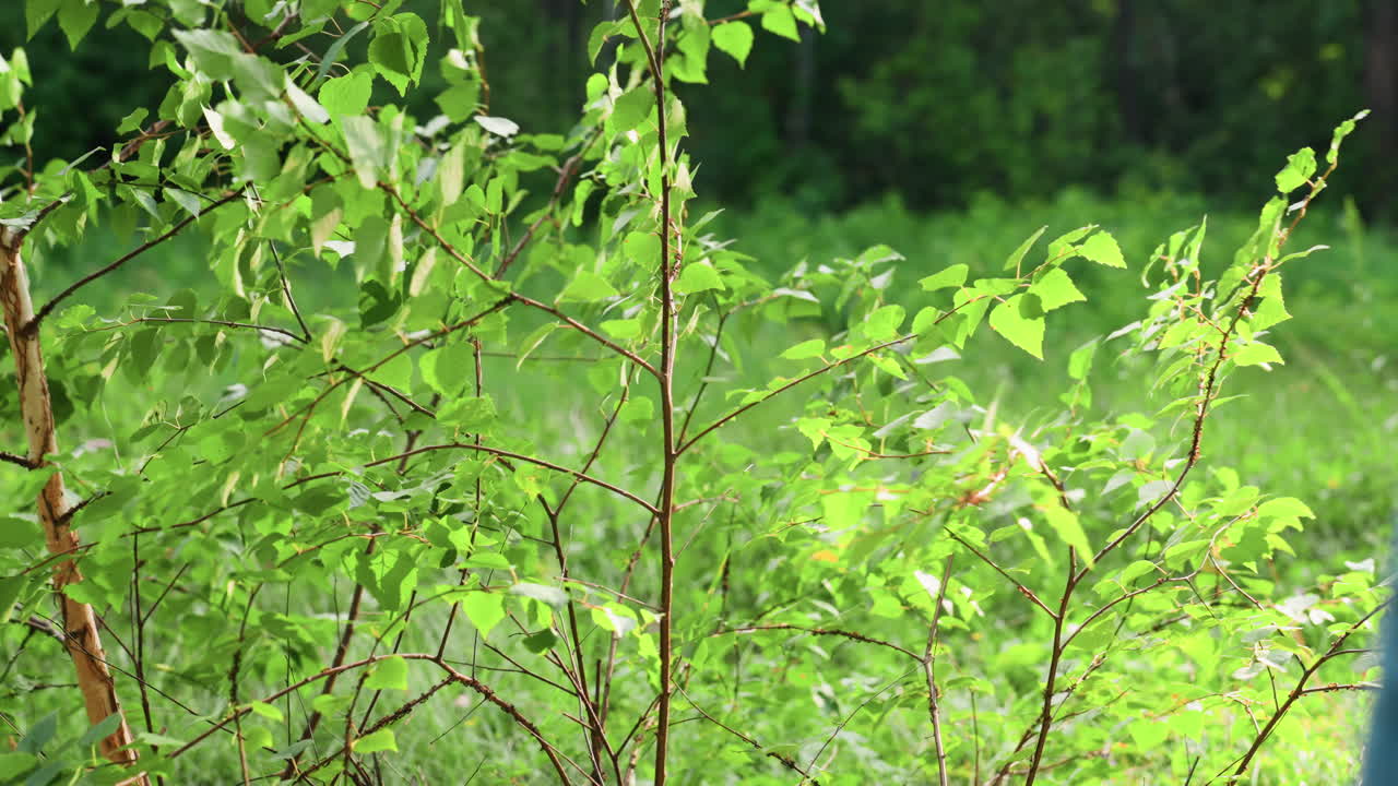 Breeze gently blowing through bright green leaves of lush tree under warm sunlight, creating soothing natural movement, peaceful forest atmosphere, calm summer day mood captured outdoors in nature
