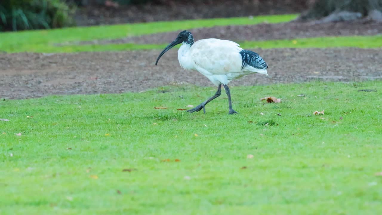 멜버른 동물원에서 풀 위를 고 있는 이비스