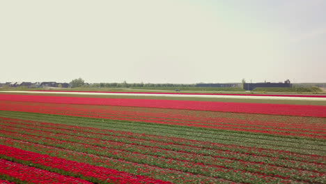 aerial drone shot of flying low at the beautiful tulip fields in the netherlands