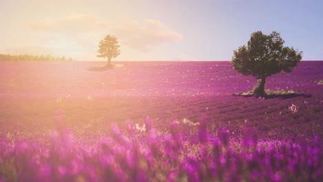 cinemagraph de un vibrante campo de lavanda colorida en la famosa provenza francesa en la costa azul en francia. la lavanda violeta de la agricultura tradicional natural está floreciendo vívidamente en el famoso destino turístico de vacaciones. bucle de video sin fisuras en 4k uhd.