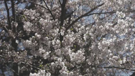 Toma-De-Detalle-De-Flores-De-Cerezo-Comenzando-A-Florecer