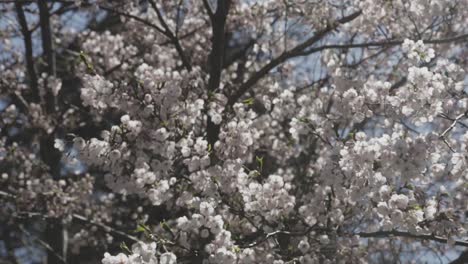 detail shot of cherry blossoms beginning to bloom