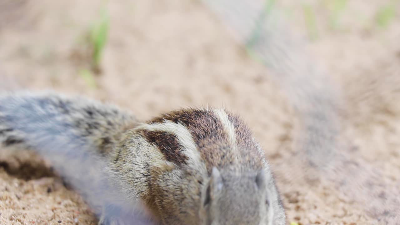 팜 다람쥐 먹는