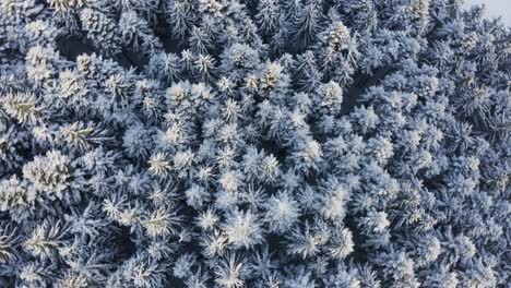 Luftdrohnenansicht-Mit-Kreisel-Nach-Unten-Auf-Den-Weißen,-Schneebedeckten-Kiefernwald