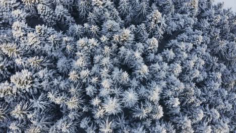 spinning top down aerial drone view of white snow covered pine forest