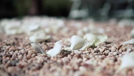 pétalos de rosas blancas en el suelo en la ceremonia de la boda - primer plano, enfoque selectivo