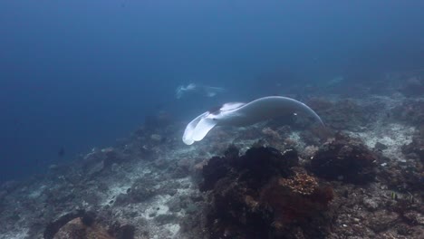 Manta-Reinigung-In-Raja-Ampat