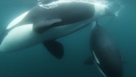 two orcas coming right to the camera blowing bubbles underwater shot slowmotion