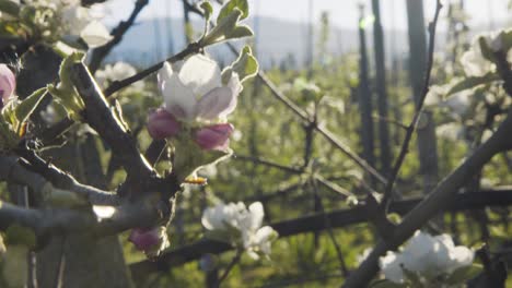 Nahaufnahme-Von-Bienen,-Die-Blütenknospen-Von-Apfelbäumen-Bestäuben