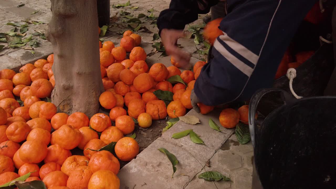 근접 촬영 측면 보기, 노동자는 떨어진 오렌지를 집어 바구니에 던지고, slowmo