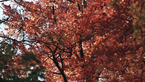 bright autumn leaves are seen from below