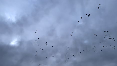 many gray geese flying in cloudy sky