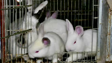 hermosos conejos en una granja en jaulas