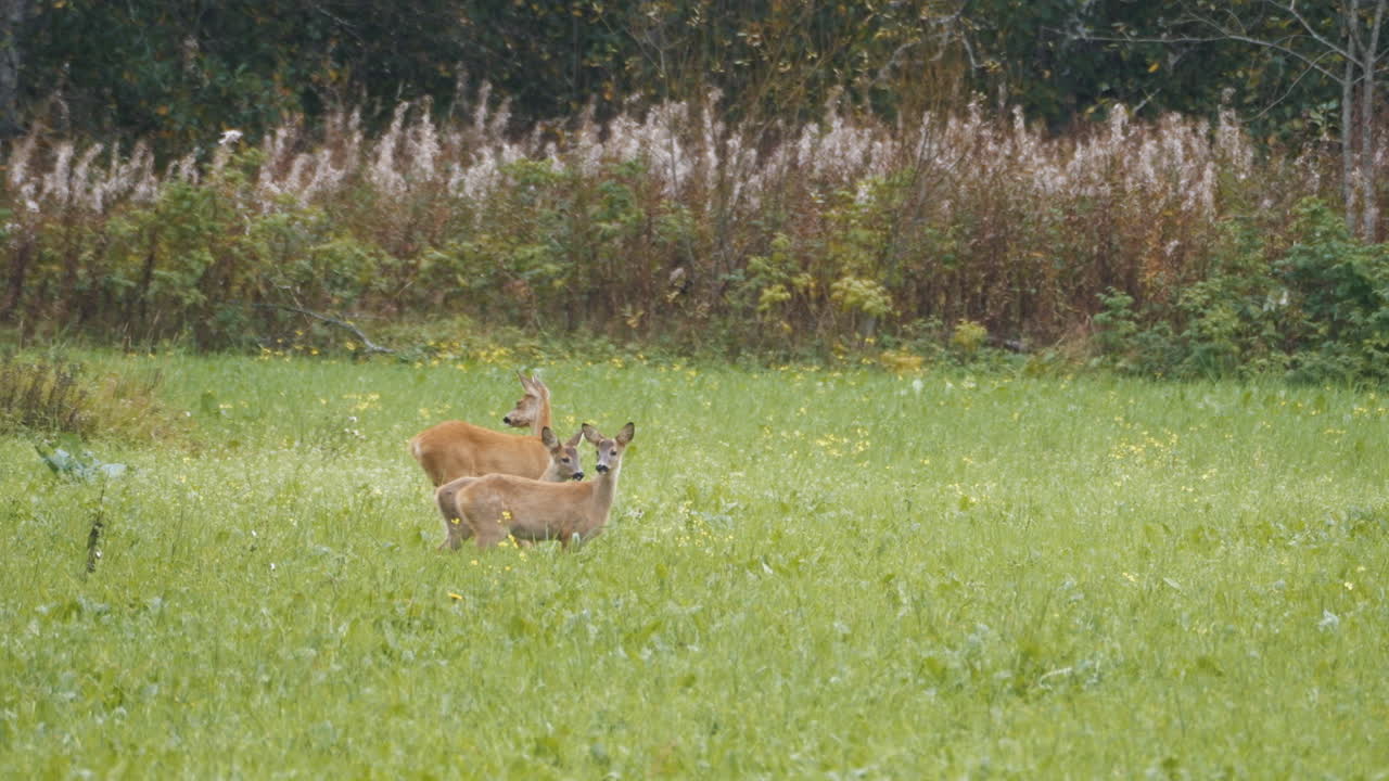 Roe deers standing alert in an open green field during autumn, surrounded by tall grass
